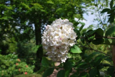 Viburnum x carlcephalum - kalina kulovitá - květenství s větévkou